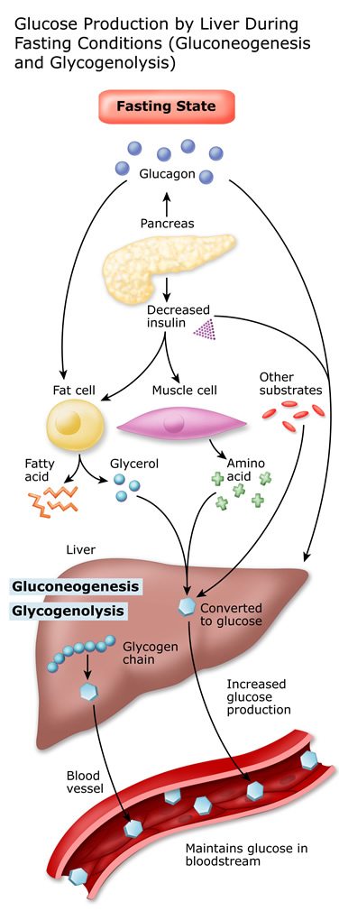 Gluconeogensis and glycogenolysis