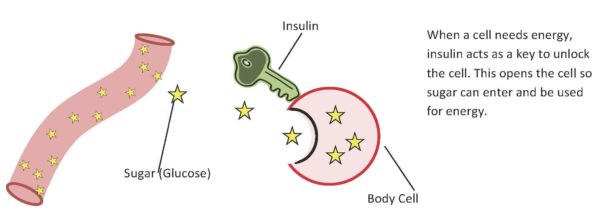 how-insulin-works-plus-the-different-types-of-insulin-explained