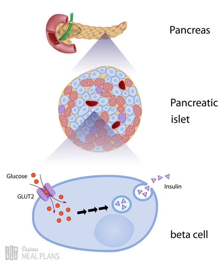 Insulin Production In The Pancreas Insulin Choices - kulturaupice