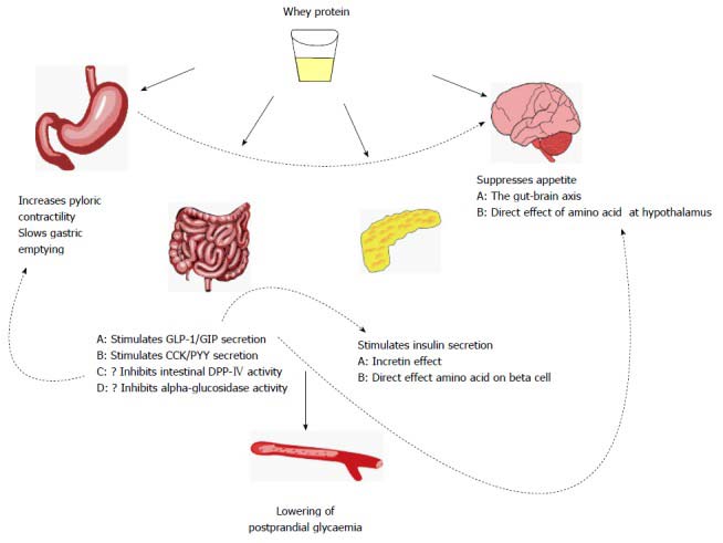 tips-to-choosing-a-sugar-free-protein-powder-that-s-diabetes-friendly