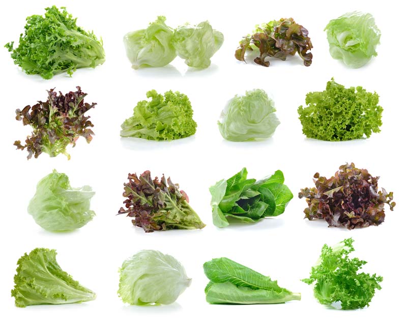 Lettuce Varieties 