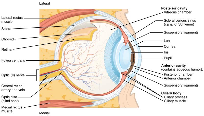 Eye Anatomy Detail