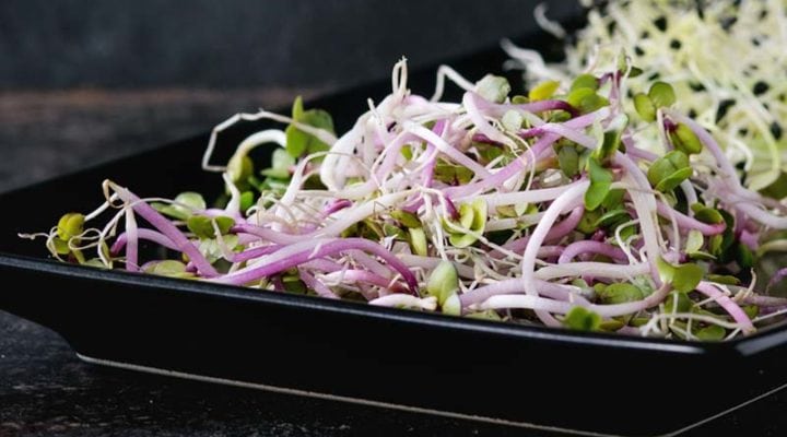Benefits of Alfalfa & Superstar Sprouts for Type 2 Diabetes
