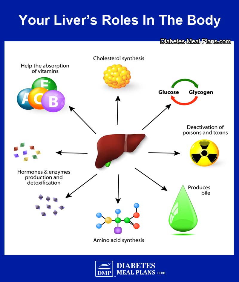 Role of the Liver in the Body