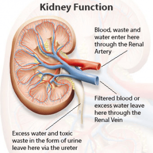 kidneys pyelonephritis kadah hikmat sher khan rxlist urinary tract onettechnologiesindia howtorelief fear