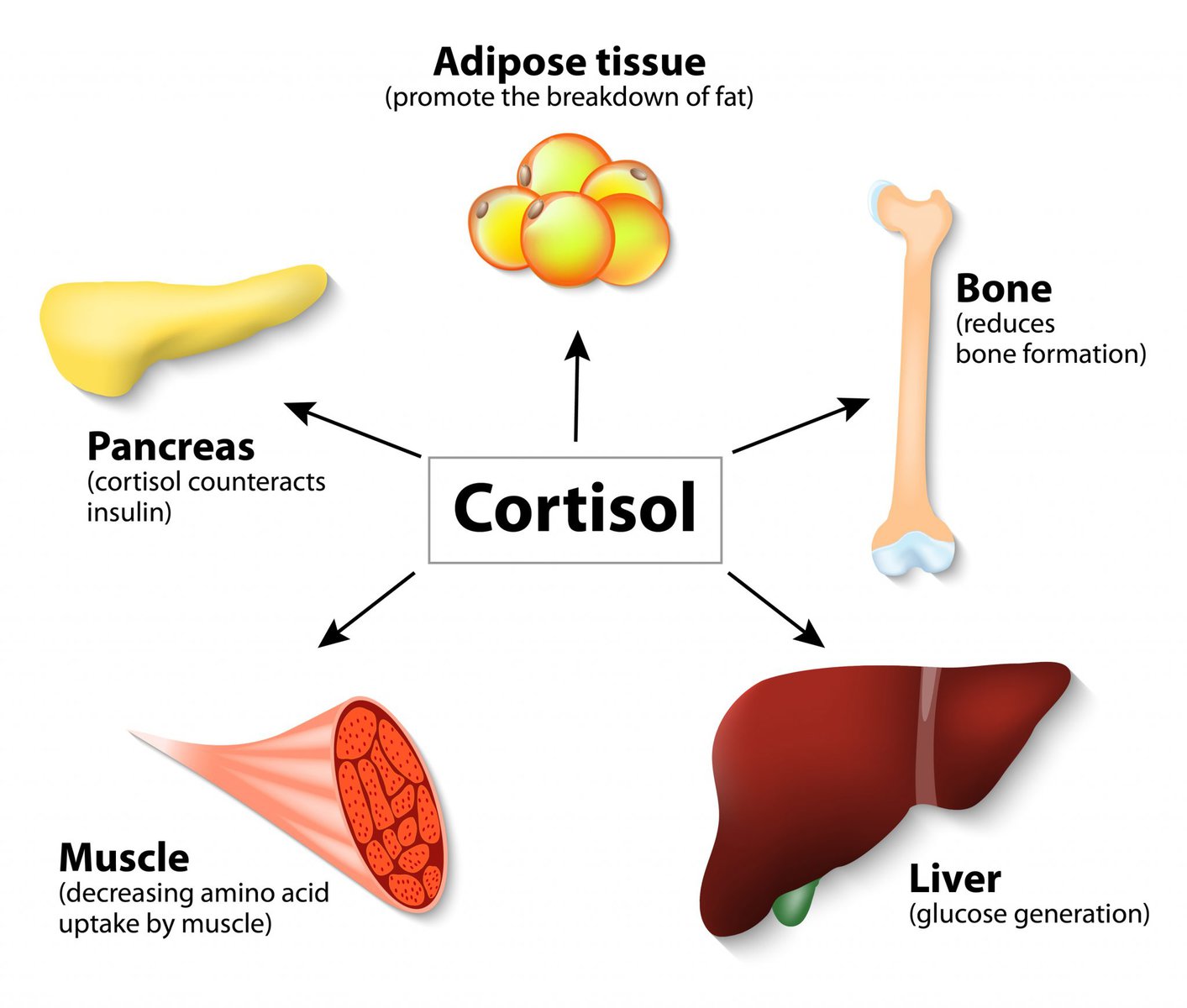 Cortisol And Diabetes Is There A Hormonal Connection