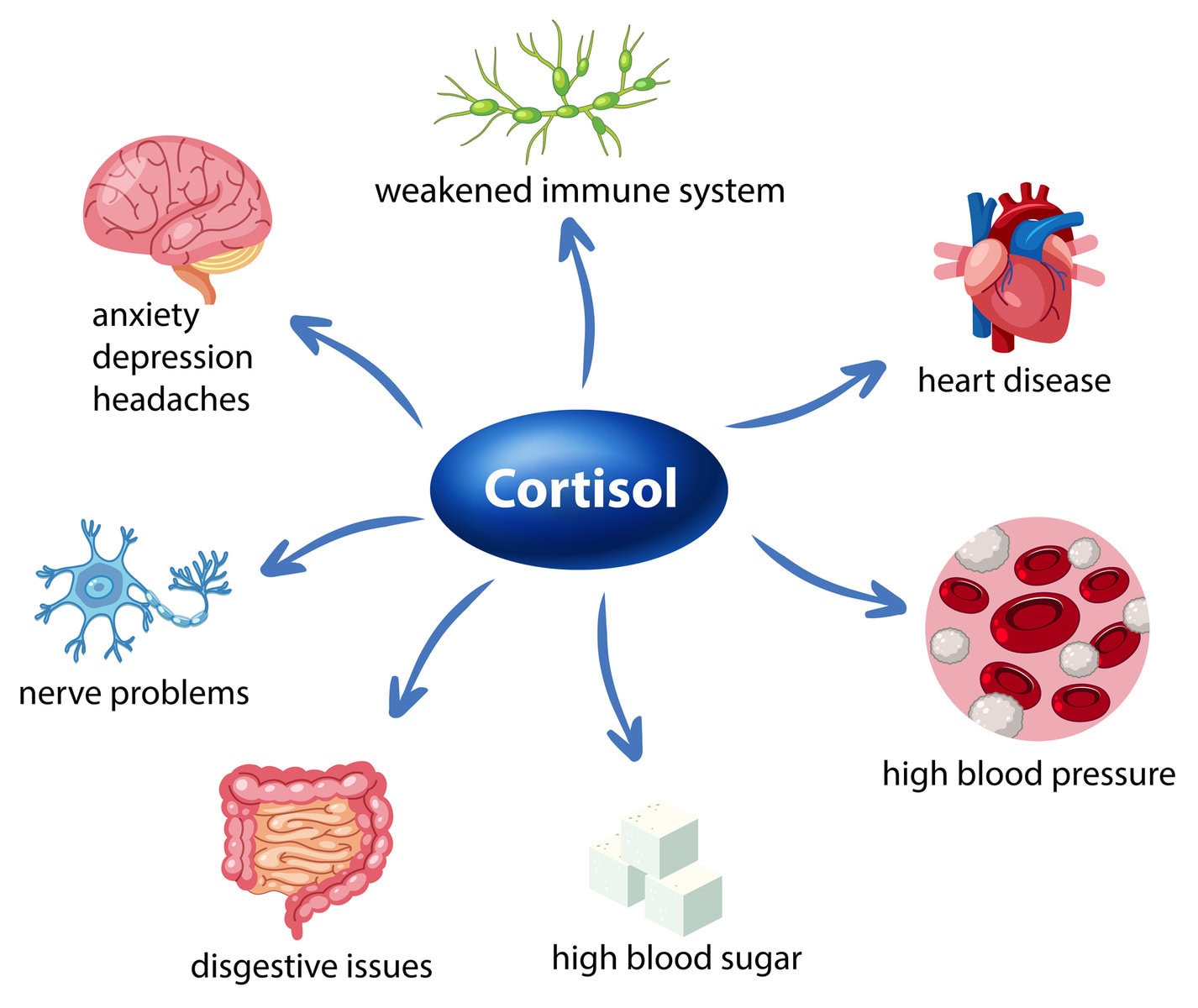 Best Hormonal Imbalances And Weight Gain In Cortisol And Anxiety in 2023 Learn more here 